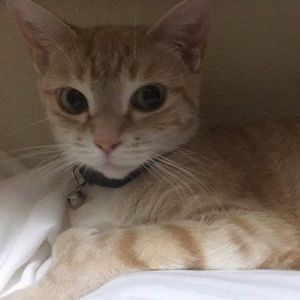 Meet your Posher, Amber